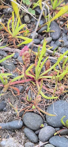 Plantago observed 2026-10-28