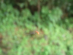 Argyrodes flavescens