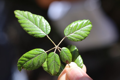Rubus schmidelioides observed 2026-10-25