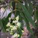 Angophora floribunda - Photo (c) Russell Best, algunos derechos reservados (CC BY), uploaded by Russell Best
