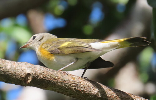 Setophaga ruticilla, 2026-10-26