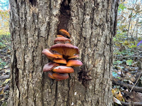 Flammulina velutipes observed 2026-10-25