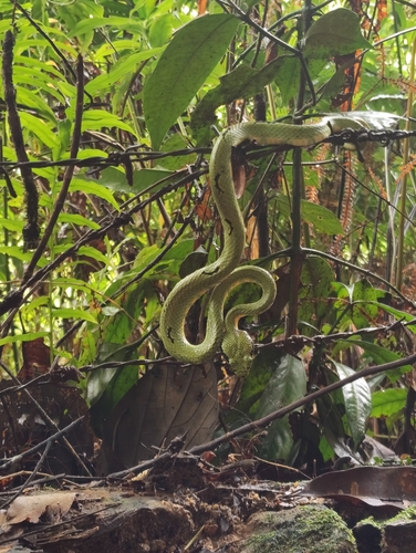 Trimeresurus observed 2026-10-28