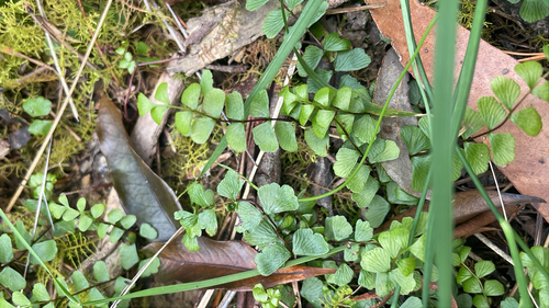 Adiantum observed 2026-10-28