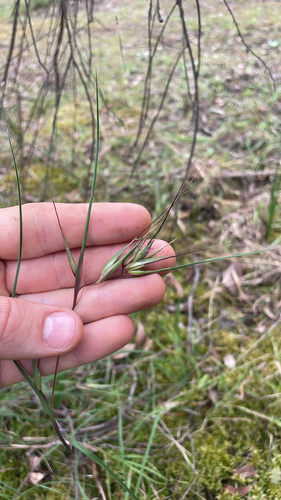 Themeda observed 2026-10-28