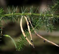 Acacia verticillata verticillata