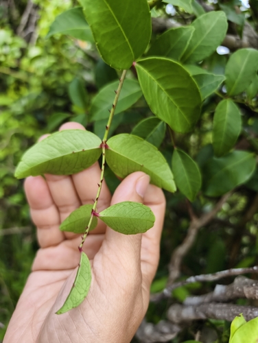 Zanthoxylum observed 2026-10-28