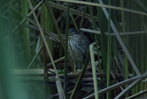 Butorides virescens observed 2026-10-27
