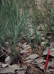 Lomandra bracteata