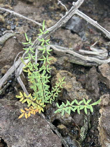 Pellaea ternifolia observed 2026-10-27