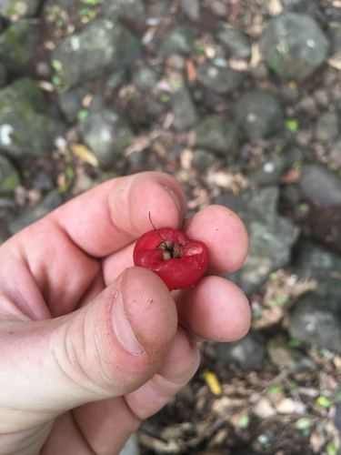 Syzygium observed 2026-10-28