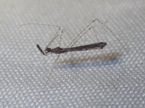 Empicoris rubromaculatus observed 2026-10-21