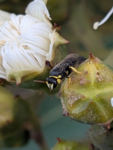 Hylaeus observed 2026-10-28