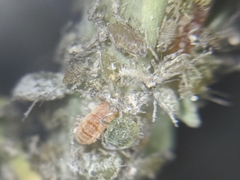 Aphidoletes