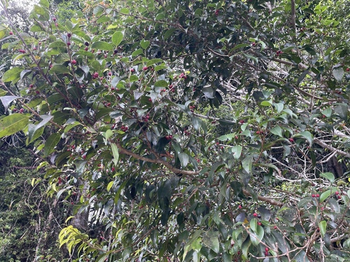Ficus observed 2026-10-28