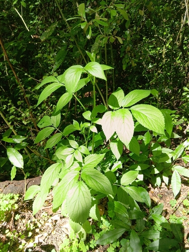 Sambucus observed 2026-10-28