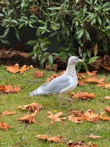 Larus glaucescens observed 2026-10-27