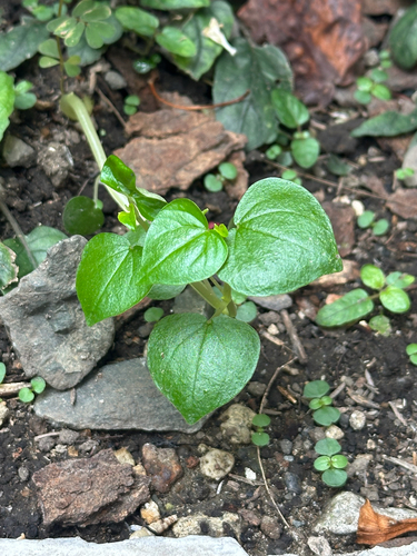 Peperomia observed 2026-10-28
