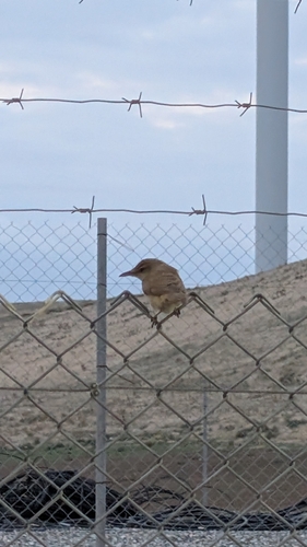 Acrocephalus arundinaceus observed 2026-10-27