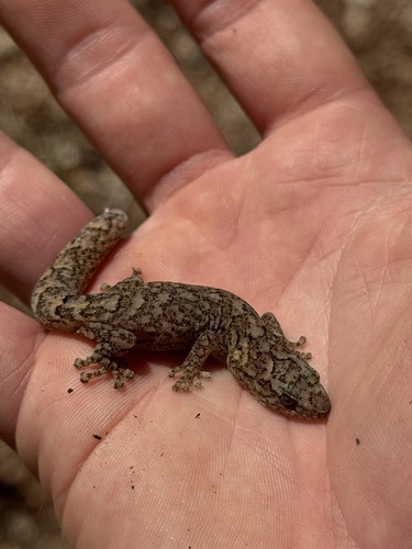 Christinus marmoratus observed 2026-10-28