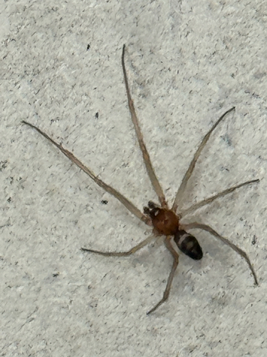 Steatoda grossa, 2026-10-26