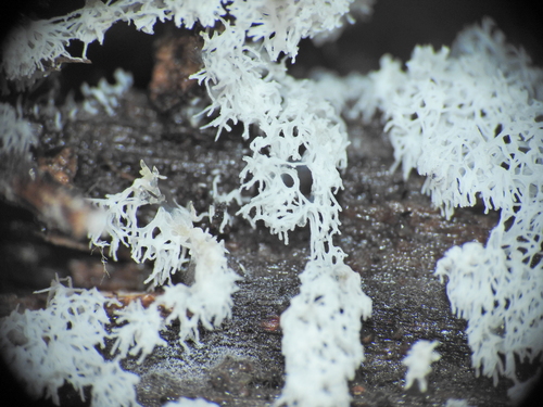 Ceratiomyxa fruticulosa observed 2026-10-28
