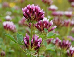 Trifolium wormskioldii