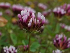 Trifolium wormskioldii