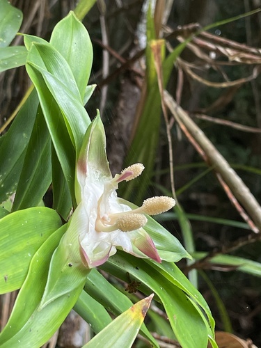 Pandanus observed 2026-10-28