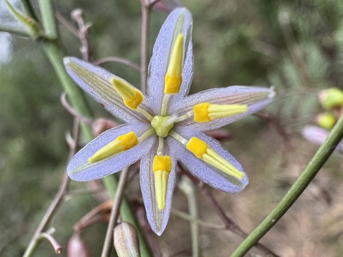 Dianella observed 2026-10-28
