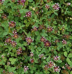 Trifolium wormskioldii
