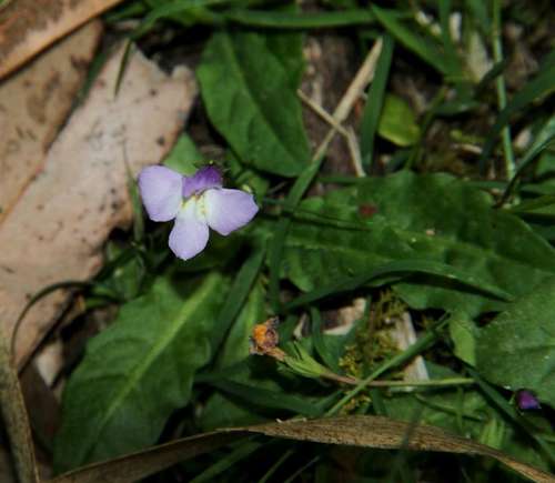 Image of Mazus pumilio by (c) Russell Best, some rights reserved (CC BY)