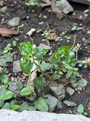 Peperomia observed 2026-10-28