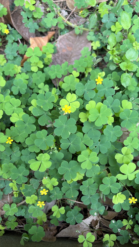 Oxalis corniculata observed 2026-10-28