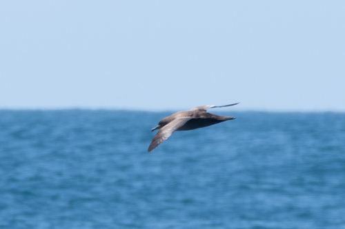 Puffinus griseus observed 2026-10-28