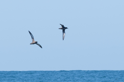Puffinus griseus observed 2026-10-28