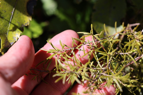 Kunzea ericoides observed 2026-10-25