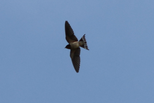 Hirundo rustica observed 2026-10-27