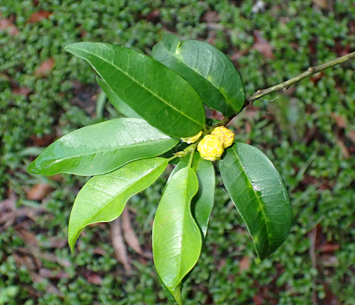 Maclura cochinchinensis observed 2026-10-26