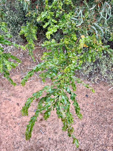 Acacia paradoxa observed 2026-10-28
