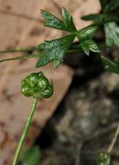 Ranunculus glabrifolius