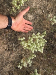 Lepidium papilliferum