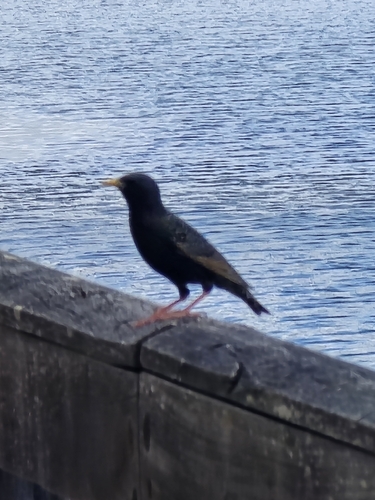 Sturnus vulgaris observed 2026-10-28