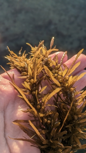 Sargassum observed 2026-10-27