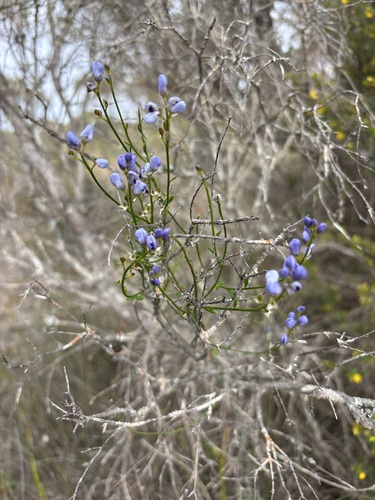 Comesperma volubile observed 2026-10-28