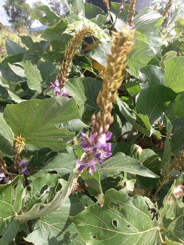 Pueraria montana observed 2026-10-28