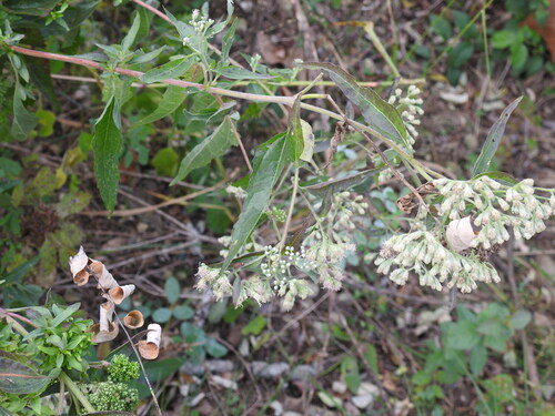 Eupatorium observed 2026-10-27