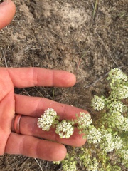 Lepidium papilliferum