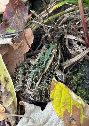 Lithobates pipiens observed 2026-10-27