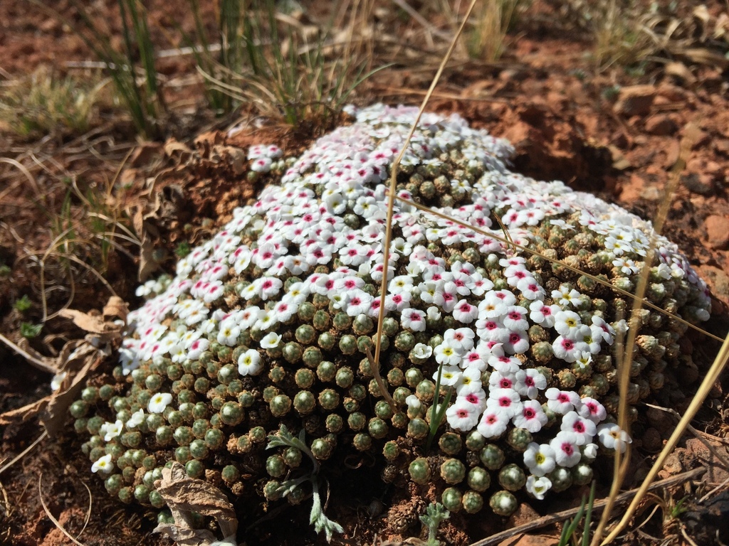 rock-jasmine tribe